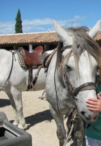 Riding white horses  in the <i>Camargue</i>